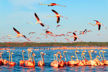 Many pink beautiful flamingos in a beautiful blue lagoon. Mexico. Celestun national park. © delbars