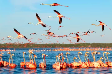 Tuinposter Many pink beautiful flamingos in a beautiful blue lagoon. Mexico. Celestun national park. © delbars