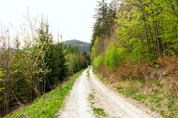 Off road in the forest. Mountain landscape