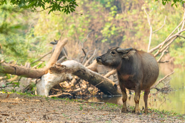 Thai Water Buffalo resting near a brook during summer
