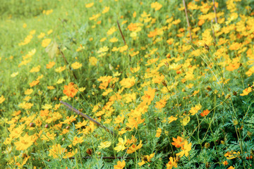 Yellow cosmos in field.