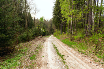 Fototapeta na wymiar Off road in the forest. Mountain landscape