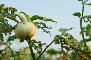 Four green eggplant on eggplant