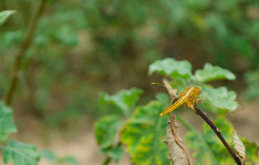 Orange dragonfly on the leaves