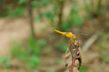 Orange dragonfly on the leaves