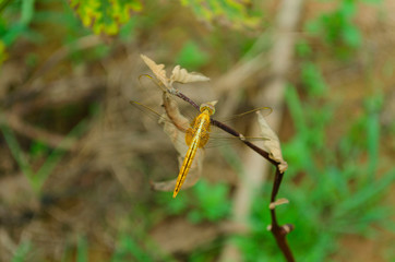 Orange dragonfly on the leaves