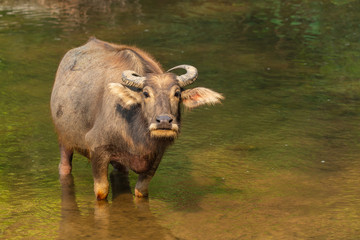 Thai Water Buffalo resting in a brook during summer