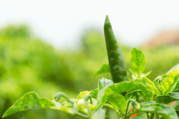 leaf on green background