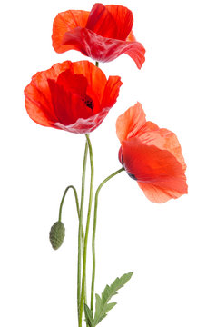 bouquet of red poppies isolated on white background.