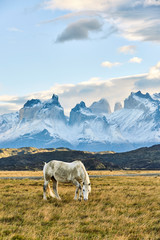 Fototapeta premium Grazing 