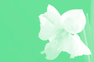 Monochrome light green background with a blurred flower