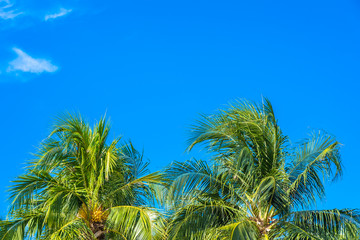 Fototapeta na wymiar Beautiful tropical nature with coconut palm tree on blue sky and white cloud