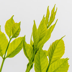 Green leaves on white backgound