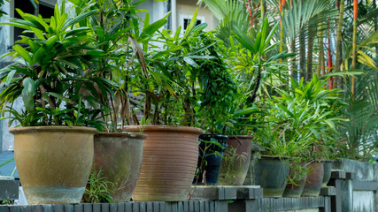 lush green Potted plants in the city