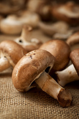 Mushrooms close up