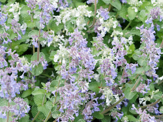 Nepeta × faassenii -  Chataire - Menthe à chat ou herbe à chat de Faassen aux tiges étigées,...