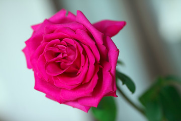 The pink rose near the window