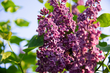 Fototapeta na wymiar beautiful branches of lilac, photo of lilac with a blurred background