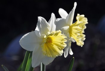 Narzissen im Frühling