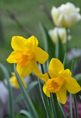 Narzissen im Frühling