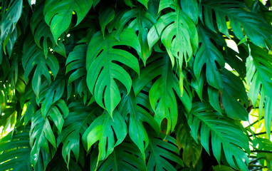 Naklejka na ściany i meble tropical nature green monstera palm leaves pattern