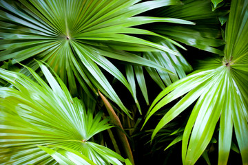 tropical nature green palm leaves pattern