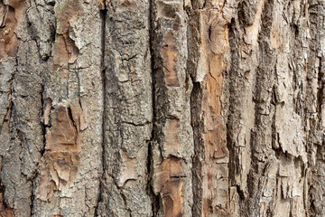 The structure of the bark of an old huge tree. Tree bark texture, background. Wooden background to fill web page or graphic design.