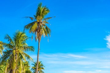 Obraz premium Beautiful tropical outdoor nature landscape of beach sea and ocean with coconut palm tree