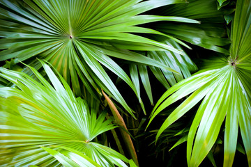 tropical nature green palm leaves pattern