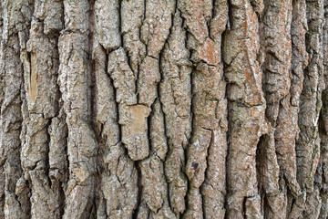 The structure of the bark of an old huge tree. Tree bark texture, background. Wooden background to fill web page or graphic design.