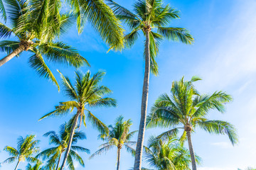 Fototapeta premium Beautiful tropical nature with coconut palm tree on blue sky and white cloud