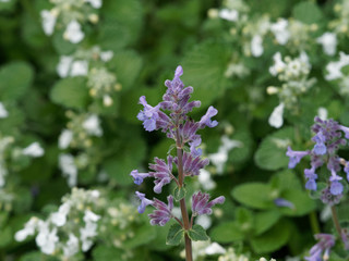 Traubige Katzenminze 'Snowflake', eine krautige Pflanze mit aromatischer Duft (Nepeta × faassenii)
