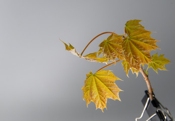 Green and orange maple leaves on white backgound