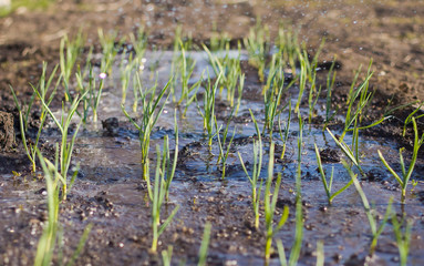 garlic in the garden. pouring water in the garlic beds.