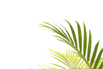 Fototapeta na wymiar tropical green palm leaf on white wall background