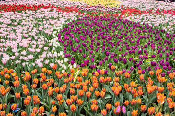 Colorful Sea of flower to relax