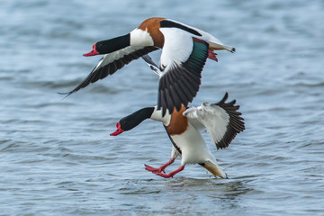 brandgans beim kampf