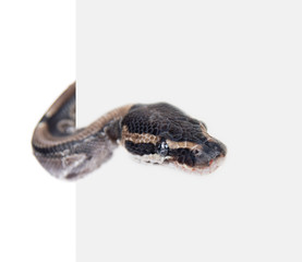 Royal Python, or Ball Python (Python regius) behind white background. Isolated on white background
