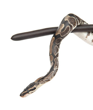 Royal Python, or Ball Python (Python regius) on a dry stick. isolated on white background