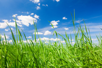 green summer grass and sun