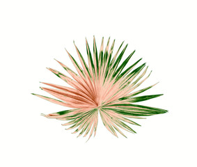 tropical nature green fan windmill palm leaf pattern on white
