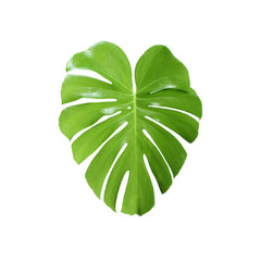 tropical jungle monstera leaves , Swiss Cheese leaf tree isolated on white background