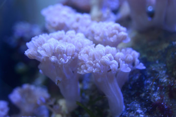 Purple corals growing and pet fishes swimming in an aquarium