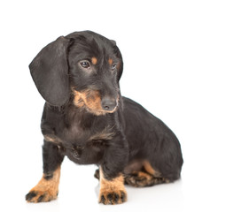 Dachshund puppy sitting and looking away and down. Isolated on white background