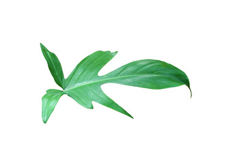 Fototapeta premium tropical jungle monstera leaves , Swiss Cheese vine leaf tree isolated on white background