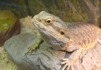 Fototapeta premium Lizard Central bearded dragon (Pogona vitticeps) sitting on a stone in a terrarium