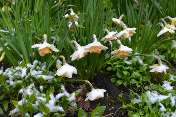 Flowers (crocuses) under the snow
