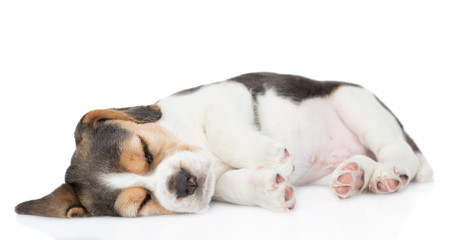 Sleeping beagle puppy.  isolated on white background