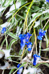 Blue flowers (muscari) and snow. Portrait orientation