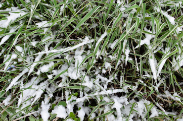 Background. Grass and snow